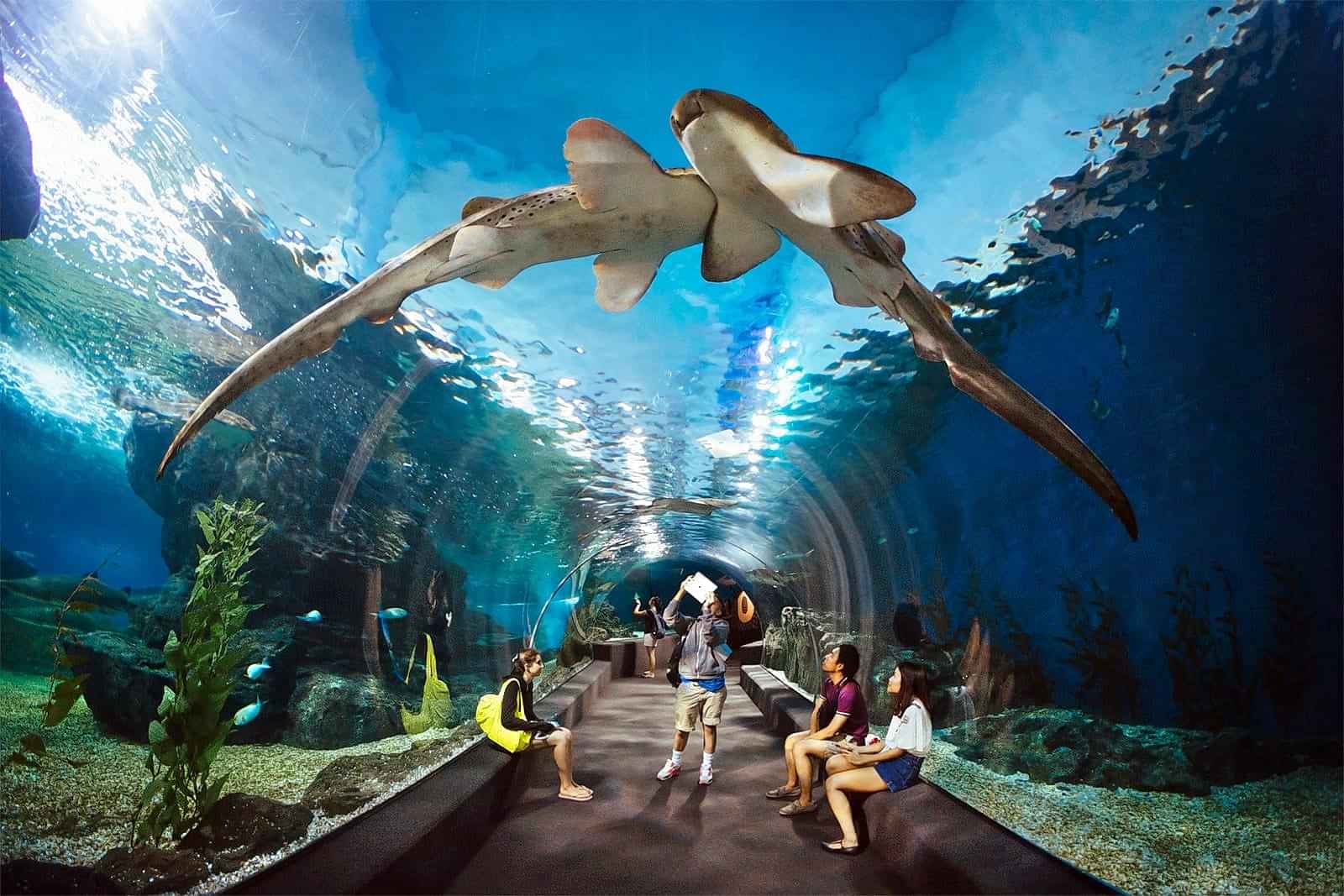 Fun filled and exciting exposure to marine life at Under Water World with Private Transfers